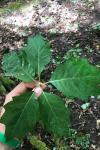 Quercus rubra