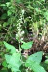 Teucrium scorodonia