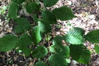 Carpinus betulus