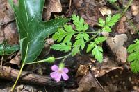 Geranium robertianum