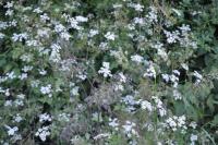 Anthriscus sylvestris