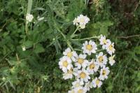 Achillea ptarmica