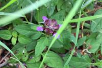 Prunella vulgaris