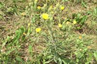 Andryala integrifolia