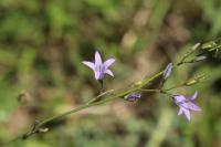 Campanula rapunculus