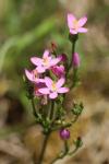 Centaurium erythraea