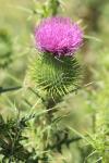Cirsium vulgare
