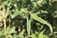 Cirsium vulgare