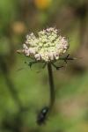 Daucus carota