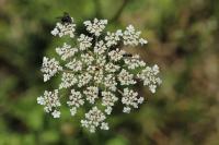 Daucus carota