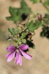 Malva sylvestris