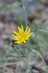 Hieracium glaucinum