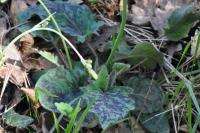 Hieracium glaucinum