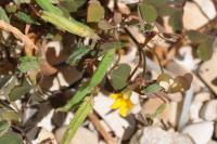 Oxalis corniculata