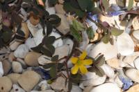 Oxalis corniculata