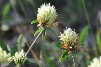 Trifolium ochroleucon