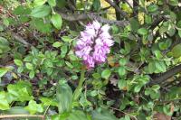 Orchis simia