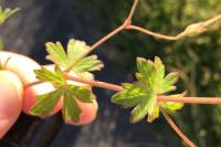 Geranium pusillum