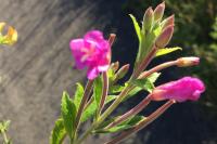 Epilobium hirsutum