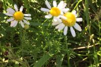 Matricaria chamomilla
