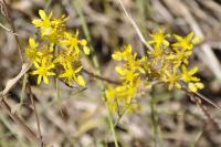 Petrosedum rupestre