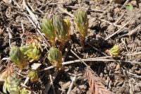Petrosedum rupestre