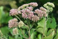 Eupatorium cannabinum