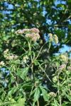 Eupatorium cannabinum