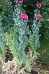 Papaver somniferum