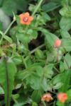 Lysimachia arvensis