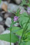 Misopates orontium