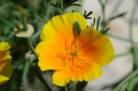 Eschscholzia californica