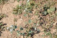 Heliotropium europaeum