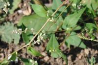 Fallopia convolvulus