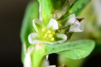 Polygonum aviculare