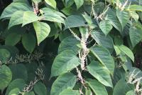 Reynoutria japonica