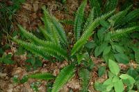 Struthiopteris spicant