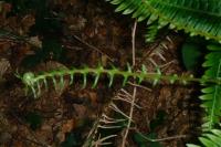 Struthiopteris spicant