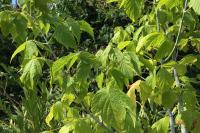 Acer negundo