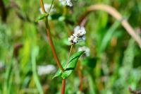 Fagopyrum esculentum