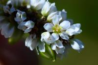 Fagopyrum esculentum