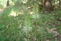 Phyteuma spicatum