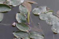 Potamogeton natans
