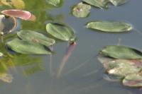 Potamogeton natans
