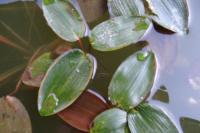 Potamogeton natans