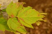 Acer negundo