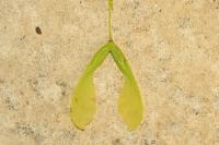 Acer negundo