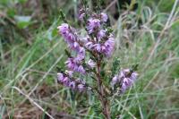 Calluna vulgaris