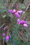 Erica cinerea