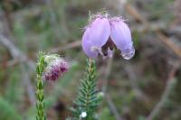 Erica tetralix